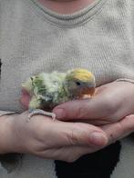 Agapornis roseicollie baby handtam, Dieren en Toebehoren, Vogels | Parkieten en Papegaaien, Geringd