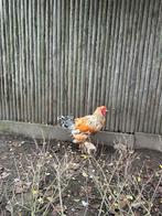 Blond Brahma koppel, Dieren en Toebehoren