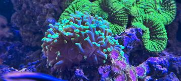 Koraaltjes zeeaquarium  beschikbaar voor biedingen