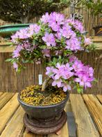 Bonsai Azalea Miraiboshi/Pot gesigneerd door meester Bonsai, Tuin en Terras, Planten | Tuinplanten, Ophalen