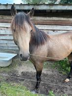 E pony te koop, Dieren en Toebehoren, Westernpony, Onbeleerd, Gechipt, Hengst