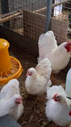 Wyandotte witte groothoenders, Dieren en Toebehoren, Pluimvee, Kip