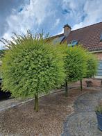 5 mooie sierbomen, Tuin en Terras, Planten | Bomen, Ophalen