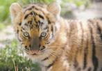 TIJGER  WELP, Verzamelen, Postkaarten | Dieren, Verzenden, Ongelopen, Wild dier