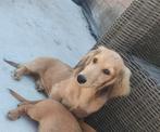 Leuke teckel pups, België, Reu, 8 tot 15 weken, Dwerg