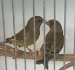 GROENVINKEN, Dieren en Toebehoren, Vogels | Overige Vogels, Geringd