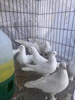 Turkse  takla duiven