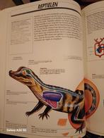 Van Vissen tot Reptielen, Dieren en Toebehoren, Reptielen en Amfibieën, Amfibie