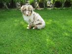 Australische herder puppy redmerle, CDV (hondenziekte), 8 tot 15 weken, Herder, België