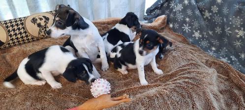 Boerenfox pups, Animaux & Accessoires, Chiens | Jack Russell & Terriers, Plusieurs animaux, Autres races, Éleveur | Professionnel