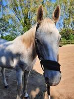 Medeverzorger gezocht voor lieve merrie in Diepenbeek, Dieren en Toebehoren, Merrie, 160 tot 165 cm, 11 jaar of ouder, Recreatiepaard