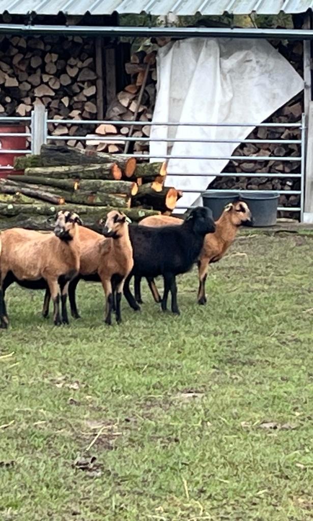 Jonge mooie ras Kameroenschapen : jonge ooien, Animaux & Accessoires, Moutons, Chèvres & Cochons, Mouton, Femelle, 0 à 2 ans