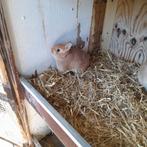 Jong oranje kleurdwerg  voedstertje, Dieren en Toebehoren, Vrouwelijk, Dwerg, 0 tot 2 jaar