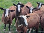 Zwartbles bokken, Dieren en Toebehoren