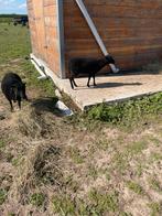 Quessant ooien, Dieren en Toebehoren, Schapen, Geiten en Varkens