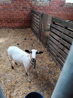 KAMEROEN OOI MET LAM, Dieren en Toebehoren, Schapen, Geiten en Varkens