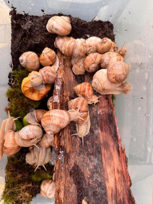 Wijngaardslakken, Dieren en Toebehoren, Reptielen en Amfibieën