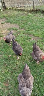 mechelse koekoek te koop, Dieren en Toebehoren, Pluimvee, Kip