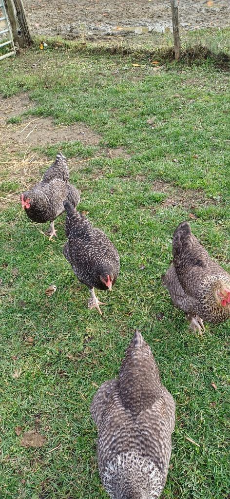 mechelse koekoek te koop, Dieren en Toebehoren, Pluimvee, Kip