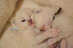 Chatons ragdoll, Animaux & Accessoires, Plusieurs animaux, 0 à 2 ans