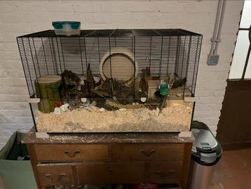 Groote hamster kooi met veel toebehoren  beschikbaar voor biedingen