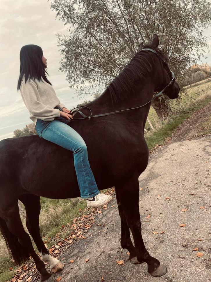 9j merrie bomproof kwpn, Dieren en Toebehoren, Pony's, Merrie