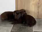 chocoladebruine labrador pups, Dieren en Toebehoren, Honden | Retrievers, Spaniëls en Waterhonden, België, Fokker | Hobbymatig