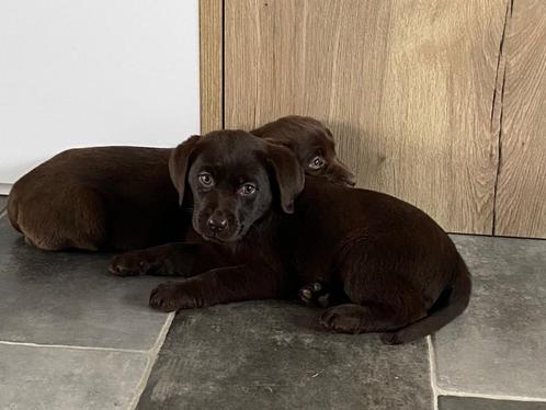 bruine labrador pups, Dieren en Toebehoren, Honden | Retrievers, Spaniëls en Waterhonden, Meerdere dieren, Labrador retriever