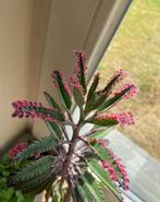 Kalanchoe pink butterfly stek, Overige soorten, Minder dan 100 cm, Groene kamerplant, Halfschaduw