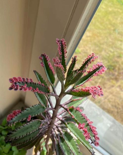 Kalanchoe pink butterfly stek, Huis en Inrichting, Kamerplanten, Overige soorten, Minder dan 100 cm, Groene kamerplant, Halfschaduw