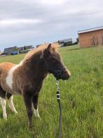 Miniatuurpaardje hengst, Dieren en Toebehoren, Pony's, Hengst, Gechipt