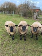 Schapen - 3 Hampshire Down ooien, Dieren en Toebehoren