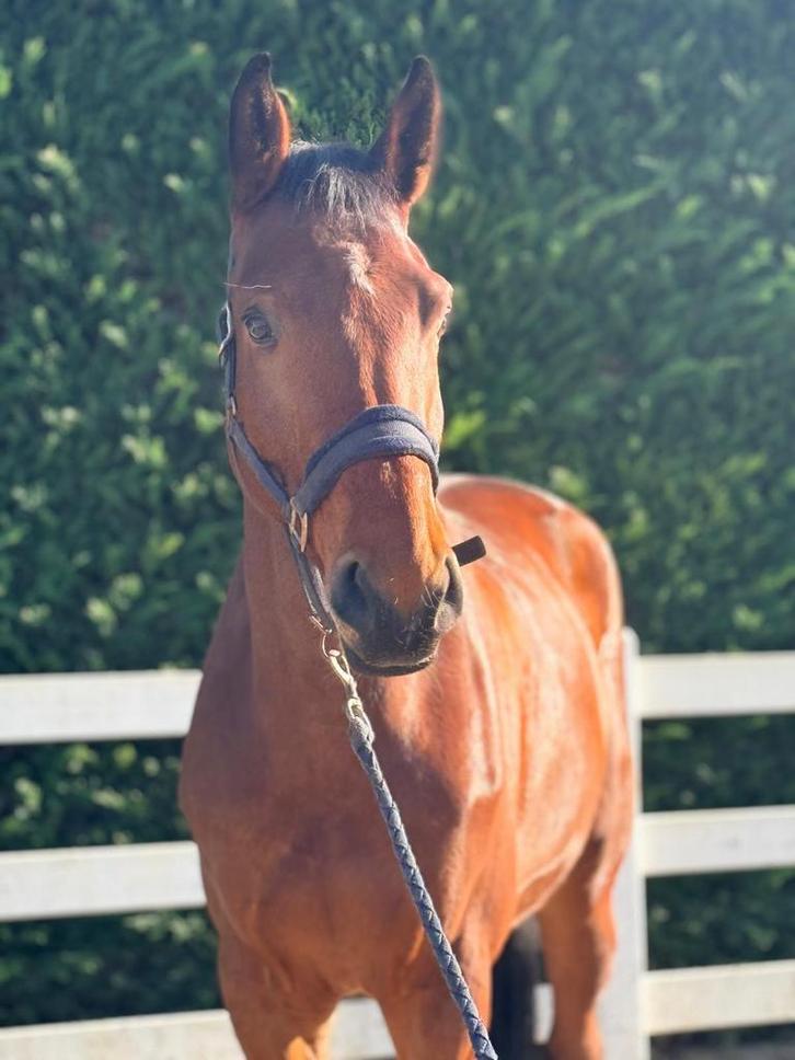 Cheval de saut super amusant de 5 ans, Animaux & Accessoires, Chevaux, Z, Cheval de saut