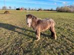 Nmprs Merrie Gigi van bijna 3 jaar, Dieren en Toebehoren, Pony's, Merrie, Gechipt, Niet van toepassing, A pony (tot 1.17m)