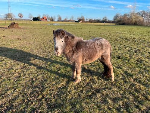Nmprs Merrie Gigi van bijna 3 jaar, Dieren en Toebehoren, Pony's, Merrie, Niet van toepassing, A pony (tot 1.17m), Recreatiepony