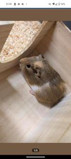 Cavia zeugje, Dieren en Toebehoren, Cavia, Juli, Vrouwelijk, Tam