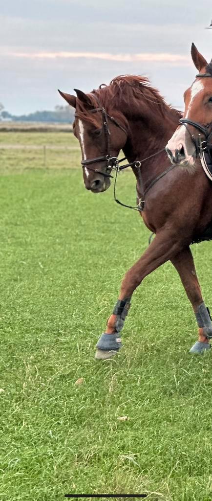 7-jarige merrie, Dieren en Toebehoren, Paarden, Merrie