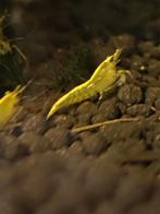 Citroen garnalen, Dieren en Toebehoren, Vissen | Aquariumvissen, Kreeft, Krab of Garnaal, Zoetwatervis, Schoolvis