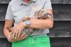 Teckel pups prachtige kleuren, België, 8 tot 15 weken, Korthaar, Dwerg