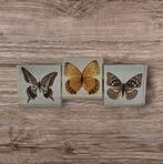 Prachtige grote vlinders in hars taxidermie insecten, Ophalen of Verzenden, Zo goed als nieuw