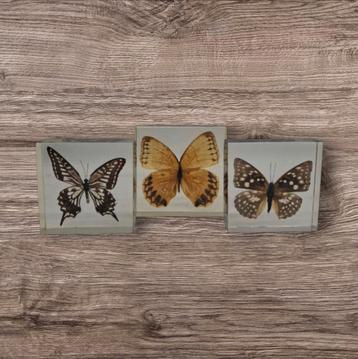 Prachtige grote vlinders in hars taxidermie insecten, Enlèvement ou Envoi, Comme neuf