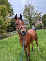 Arabische Hengst veulen, Animaux & Accessoires, Poneys, Étalon, Débourré