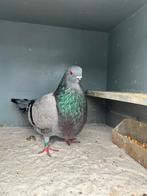 Canaria doffer, Dieren en Toebehoren, Mannelijk, Kropper
