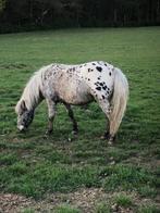 Mini paardje Appaloosa, Gechipt, 7 tot 10 jaar, Ruin, Niet van toepassing