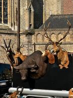 Jachttrofee taxidermie opgezette, Ophalen of Verzenden