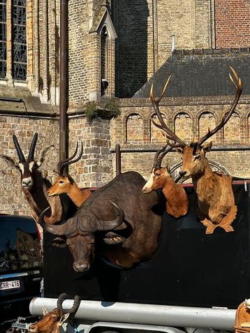 Jachttrofee taxidermie opgezette, Enlèvement ou Envoi
