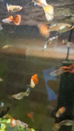 Guppy's te koop, Dieren en Toebehoren, Vis, Zoetwatervis, Schoolvis