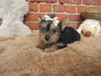Yorkshire terriër puppy, Dieren en Toebehoren, Honden | Jack Russells en Terriërs, Yorkshire Terriër, België, CDV (hondenziekte)