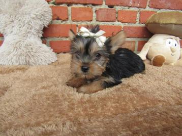 Yorkshire terriër puppy 8 weken oud beschikbaar voor biedingen