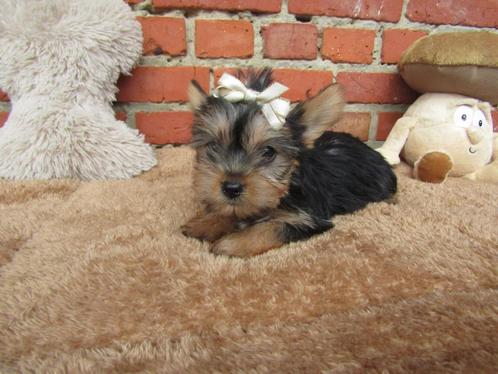 Yorkshire terriër puppy 8 weken oud, Dieren en Toebehoren, Honden | Jack Russells en Terriërs, Teef, Yorkshire Terriër, Fokker | Professioneel